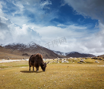 喜马拉雅山放牧的牦牛
