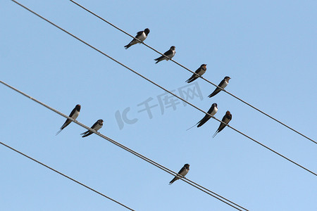 电线上的燕子唱歌