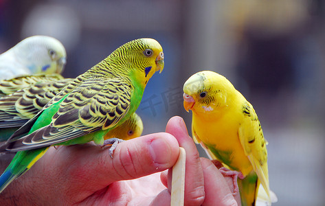 黄绿色鹦鹉鹦鹉宠物鸟