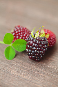 三个多汁的黑莓放在木质表面上