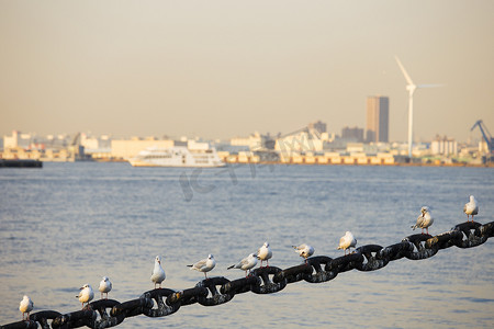 海鸥装饰摄影照片_在横滨口岸的海鸥