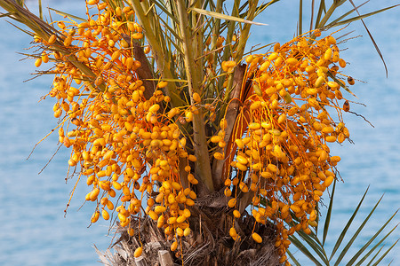 未成熟的五颜六色的果子群的海枣棕榈树