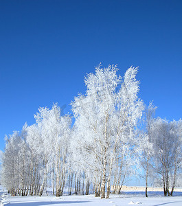 蓝色冬日雪花摄影照片_寒冷的冬日、美丽的霜和树上的雾凇