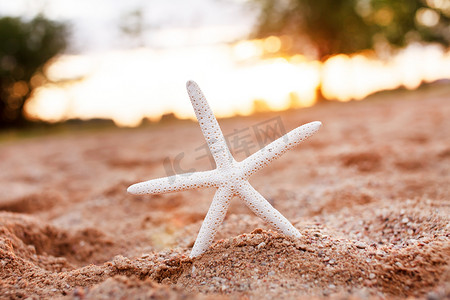 沙滩上美丽的海星