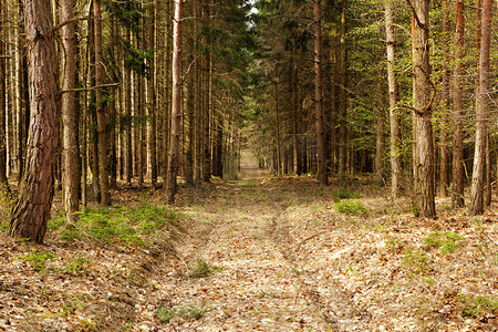 森林中的土路