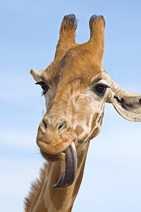 长颈鹿看起来很傻