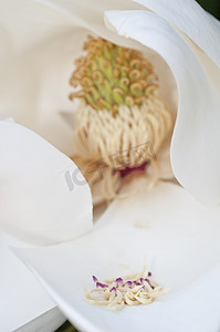 顶喷大花洒摄影照片_大花玉兰、南木兰或公牛湾的花，木兰科的树