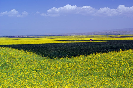 蓝天山谷摄影照片_夏季油菜的山谷和黄田