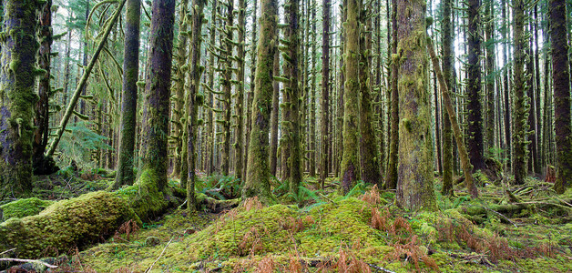 雪松树在森林深处 绿色苔藓覆盖生长 Hoh 雨林