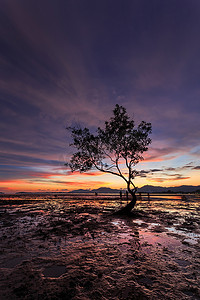 泰国普吉岛日落海滩树枝的剪影