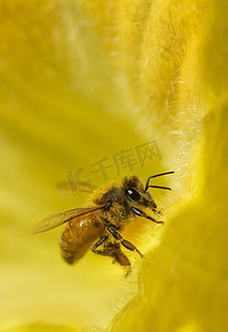 黄花上的工蜂