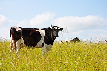 黑牛摄影照片_草地上的黑牛