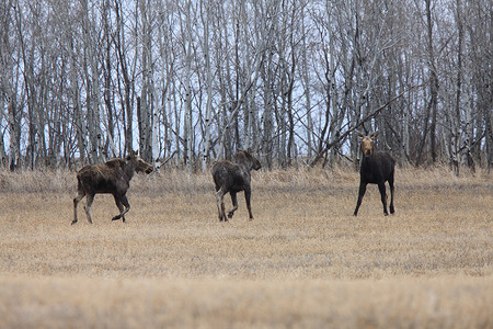 加拿大萨斯喀彻温省的母牛和 2 头小牛驼鹿