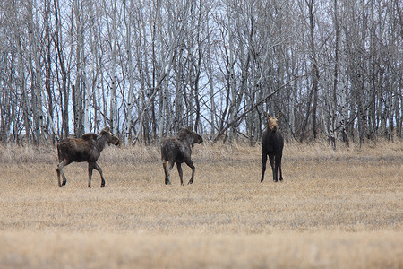 小麋鹿摄影照片_加拿大萨斯喀彻温省的母牛和 2 头小牛驼鹿