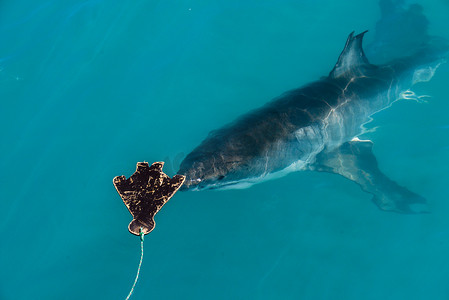 大白鲨 (Carcharodon carcharias)