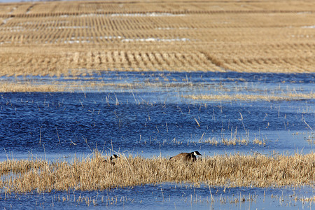 嵌套在农夫领域的加拿大鹅