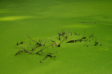 枯枝摄影照片_浮萍湖和枯枝