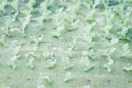 蔬菜沙拉水培种植