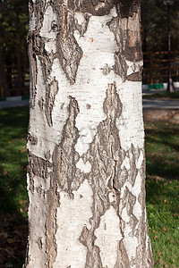 木纹理摄影照片_年迈的桦树艺术性的木纹理
