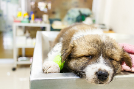 可爱的小狗生病了，睡在兽医诊所的手术台上