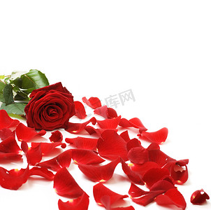 边框花瓣摄影照片_红玫瑰 & 花瓣边框