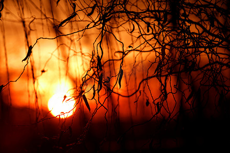 在剧烈的日落天空的树枝-抽象照片