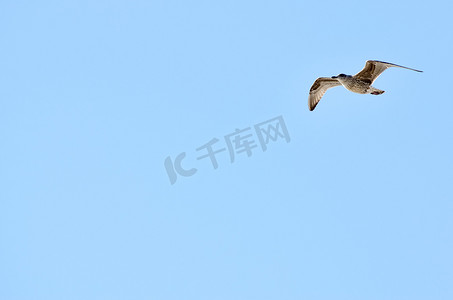 海鸥装饰摄影照片_在天空背景上飞翔的海鸥