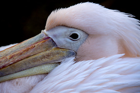 大白鹈鹕 - Pelecanus onocrotalus