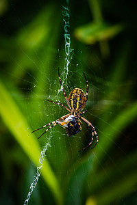 条纹蜘蛛摄影照片_黄蜂蜘蛛吃蜜蜂