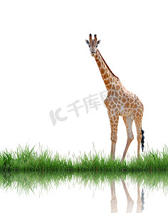 长颈鹿与孤立的绿草