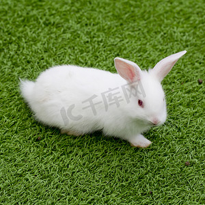 草丛中的白兔