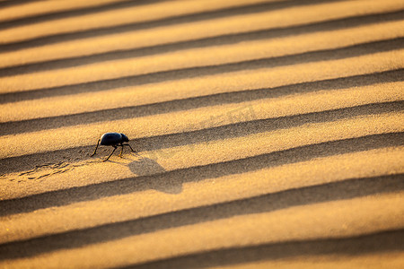 沙滩上生物摄影照片_沙漠沙滩上的圣甲虫 (Scarabaeus) 甲虫