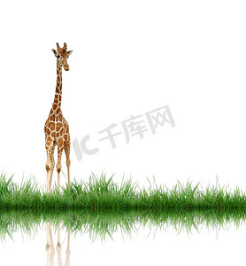 长颈鹿与孤立的绿草