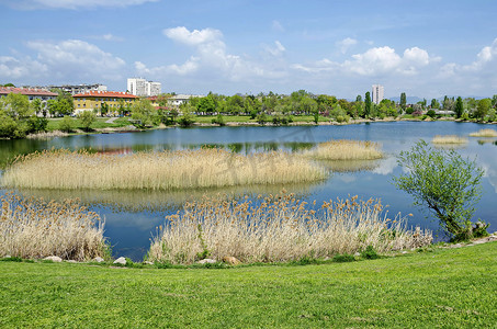 德鲁伊巴住宅区美丽湖上早春的绿色、干涸的芦苇或仓促和房屋