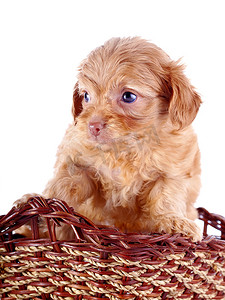 一只装饰小狗的小红色小狗在一个 wattled 篮子里。