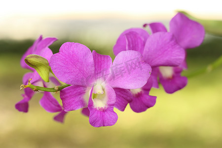 美丽的紫色兰花植物
