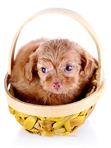 一只装饰小狗的红色小狗在一个黄色的篮子里。