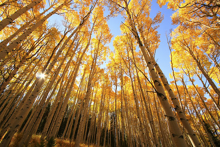 有秋天颜色的白杨树，科罗拉多州圣胡安国家森林