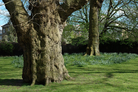 伦敦公园里的树
