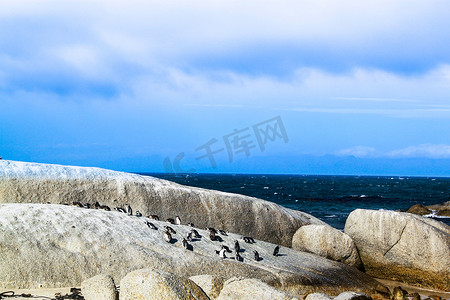 企鹅在博尔德海滩的岩石上晒日光浴