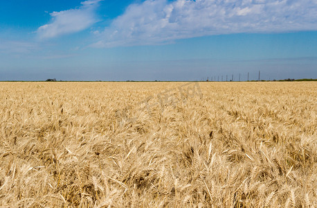 大田种植园阳光下金黄的小麦