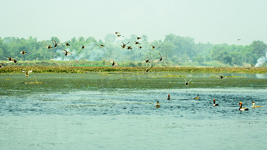 在 Okhla 鸟类保护区发现淡水和栖息地的水生候鸟陆生鸟类。