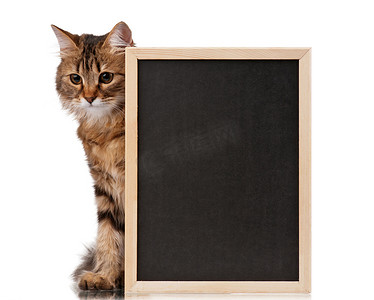 拿黑板的猫
