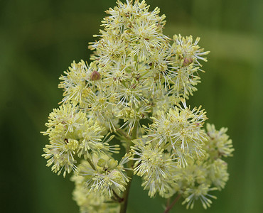 天然药摄影照片_Thalictrum flavum，以通用名称普通草地芸香和黄色草地芸香而闻名。