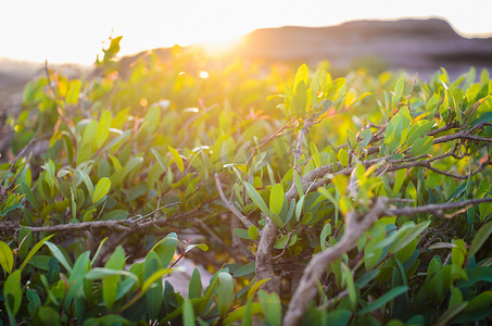 绿色植物和早晨的太阳