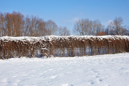 冬季公园干藤本植物的围栏
