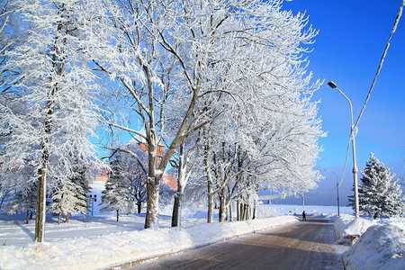 路边雪地里的树