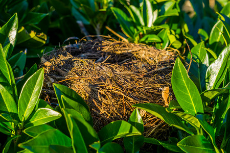 鸟筑巢摄影照片_鸟巢藏在树上，树上有绿叶、鸟家、动物制品