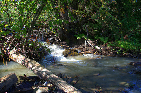 山河湍急的流水绕过枯枝落叶的树木。
