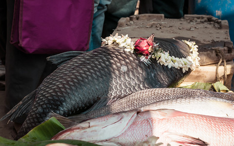 海洋食品摄影照片_Nalban 食品公园，加尔各答 2019 年 1 月 10 日-在孟加拉鱼节上装饰着鲜花的鱼由渔业部组织，以促进海洋食品行业展示其产品的机会